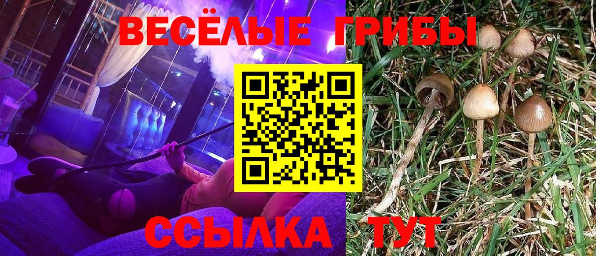 Галлюциногенные грибы Cubensis Калининград